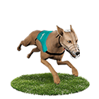 娛樂城比較娛樂城白金賽狗